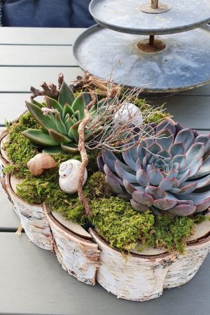 Kreativ-Set Birke mit Sukkulenten und Moos DIY zum Basteln und Kreativsein vom Mrs Greenery Shop. Die natürliche Dekoidee