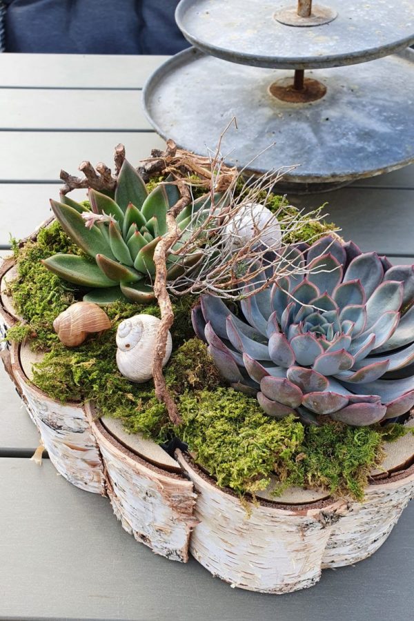 Kreativ-Set Birke mit Sukkulenten und Moos DIY zum Basteln und Kreativsein vom Mrs Greenery Shop. Die natürliche Dekoidee