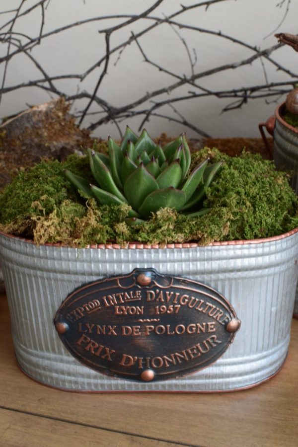 Metalltopf French Kiss für deine natürlichen Kreationen und Dekoideen vom Mrs Greenery Shop. Die natürliche Dekoidee
