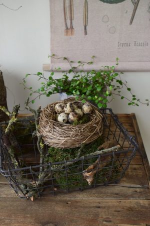 Wachteleier Dekoidee Ostern Osterdeko Ei Eier Osterdekoidee