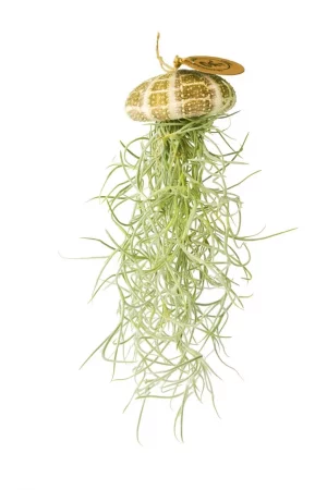 Tillandsien Qualle Seeigel Deko Naturdeko Sommerdeko Baddeko im mrs Greenery shop bestellen kaufen
