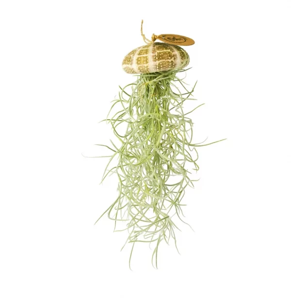 Tillandsien Qualle Seeigel Deko Naturdeko Sommerdeko Baddeko im mrs Greenery shop bestellen kaufen
