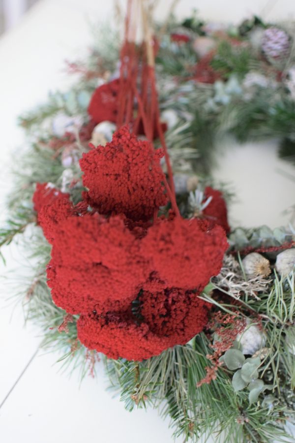 Schafgarbe weinrot gefärbt und konserviert. Trockenblumen im Mrs Greenery Shop bestellen
