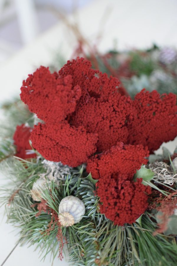Schafgarbe weinrot gefärbt und konserviert. Trockenblumen im Mrs Greenery Shop bestellen
