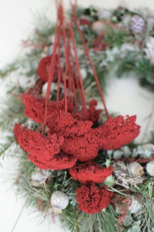 Schafgarbe weinrot gefärbt und konserviert. Trockenblumen im Mrs Greenery Shop bestellen
