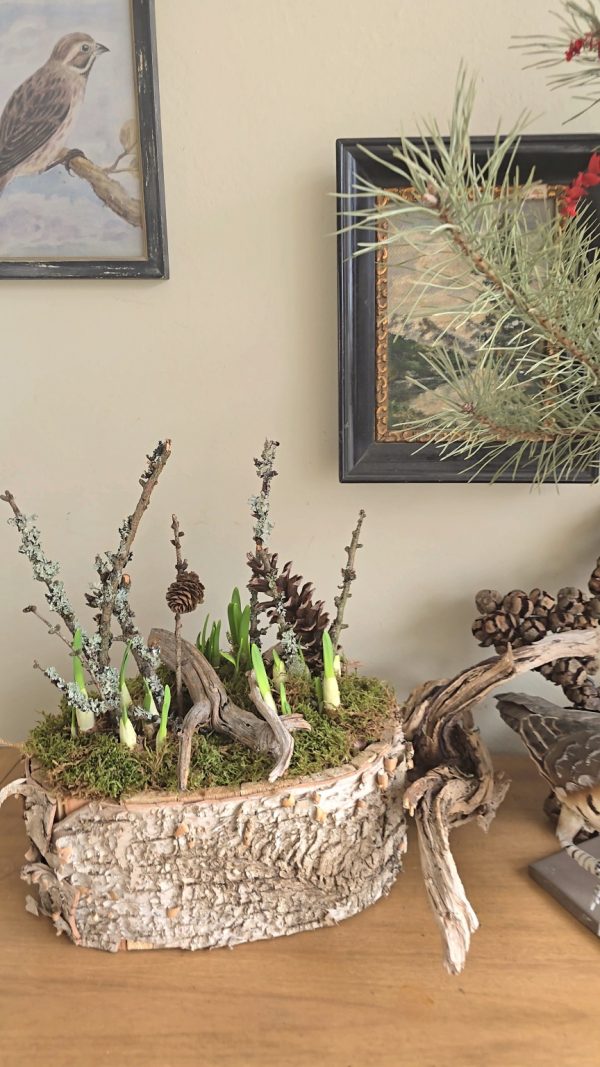 pflanzschale topf dekoschale birke naturdeko wasserdicht dekotopf im mrs greenery shop bestellen kaufen