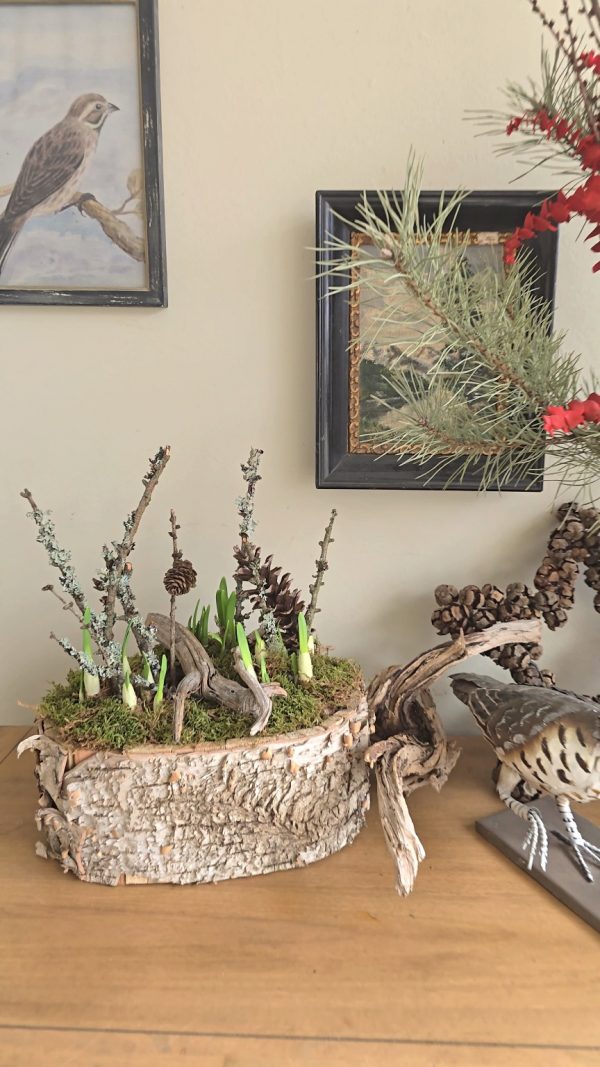 pflanzschale topf dekoschale birke naturdeko wasserdicht dekotopf im mrs greenery shop bestellen kaufen