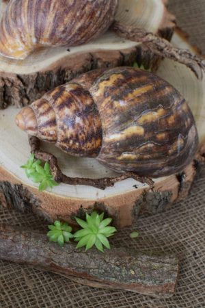 Achat Schnecke Naturdeko Deko mit Natur Schneckenhaus Schneckenhäuser groß kreativsein basteln