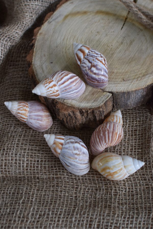 Achat Schnecke klein mini. Schneckenhaus Naturdeko natürlich dekorieren