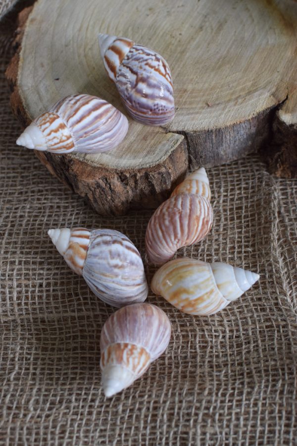 Achat Schnecke klein mini. Schneckenhaus Naturdeko natürlich dekorieren