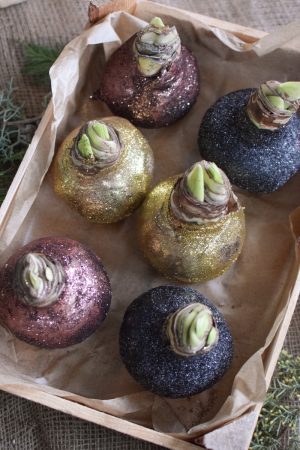 Amaryllis gewachst Wachs glitzer gold kupfer schwarz im Mrs Greenery Shop bestellen