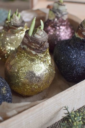 Amaryllis gewachst Wachs glitzer gold kupfer schwarz im Mrs Greenery Shop bestellen