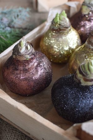 Amaryllis gewachst Wachs glitzer gold kupfer schwarz im Mrs Greenery Shop bestellen