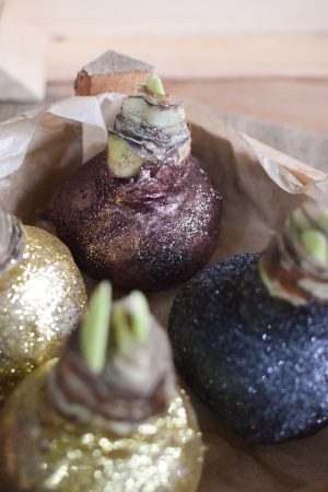 Amaryllis gewachst Wachs glitzer gold kupfer schwarz im Mrs Greenery Shop bestellen