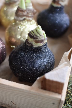 Amaryllis gewachst Wachs glitzer gold kupfer schwarz im Mrs Greenery Shop bestellen