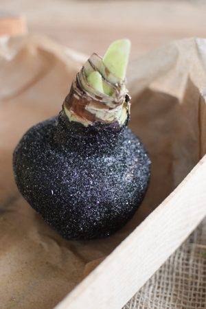 Amaryllis gewachst Wachs glitzer gold kupfer schwarz im Mrs Greenery Shop bestellen