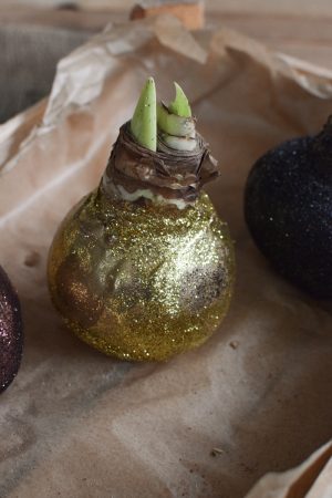Amaryllis gewachst Wachs glitzer gold kupfer schwarz im Mrs Greenery Shop bestellen