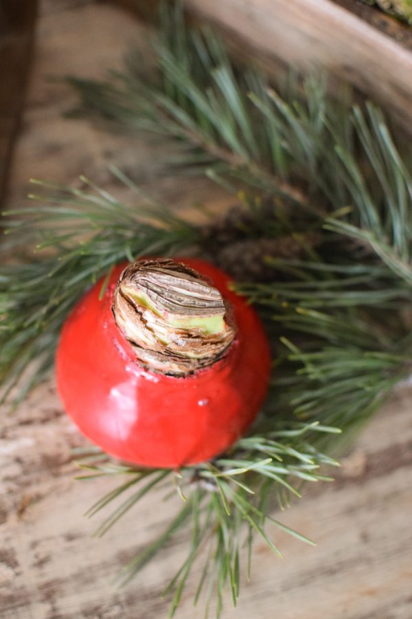 Amaryllis gewachst Wachs rot Zwiebelblüher im Mrs Greenery Shop bestellen