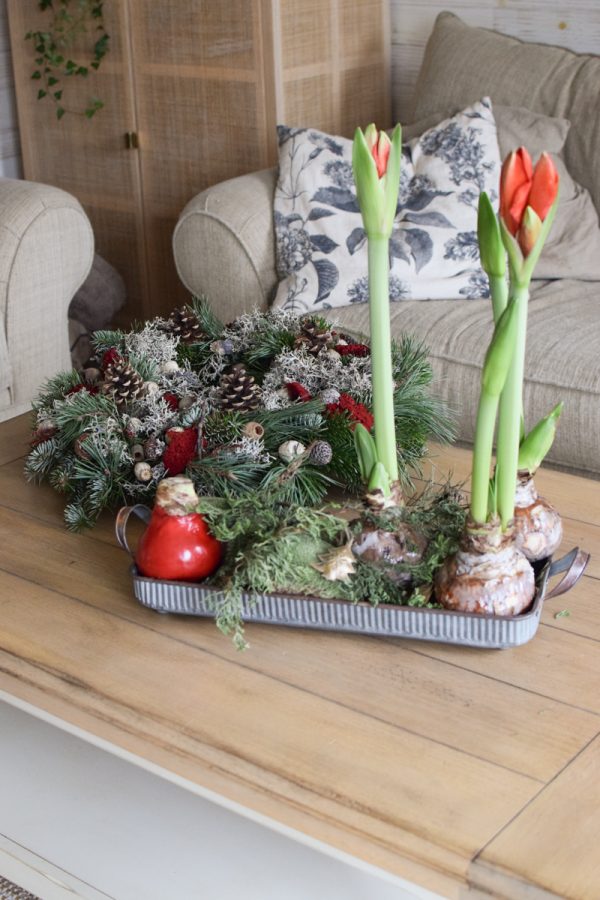 Amaryllis gewachst Wachs rot Zwiebelblüher im Mrs Greenery Shop bestellen
