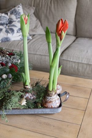 Amaryllis gewachst Wachs rot Zwiebelblüher im Mrs Greenery Shop bestellen