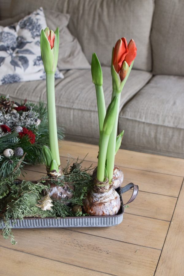 Amaryllis gewachst Wachs rot Zwiebelblüher im Mrs Greenery Shop bestellen