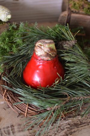 Amaryllis gewachst Wachs rot im Mrs Greenery Shop bestellen