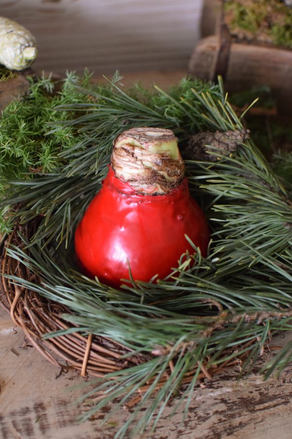 Amaryllis gewachst Wachs rot im Mrs Greenery Shop bestellen