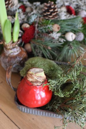 Amaryllis gewachst Wachs rot Zwiebelblüher im Mrs Greenery Shop bestellen