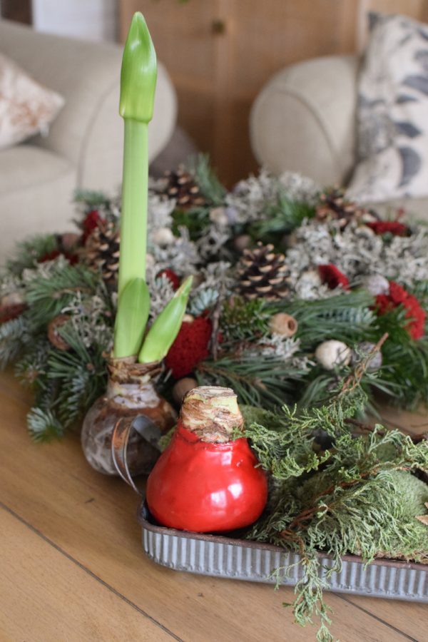 Amaryllis gewachst Wachs rot Zwiebelblüher im Mrs Greenery Shop bestellen