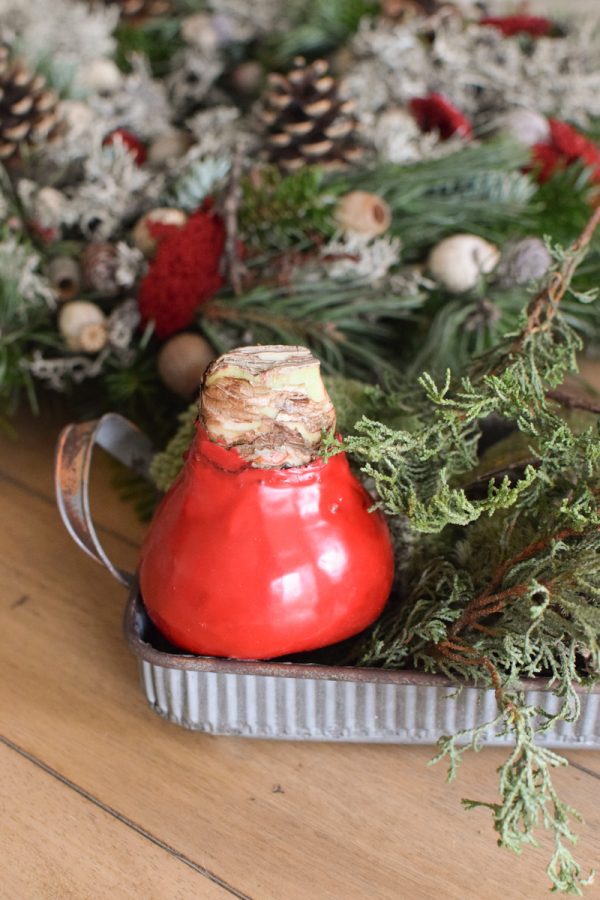 Amaryllis gewachst Wachs rot Zwiebelblüher im Mrs Greenery Shop bestellen