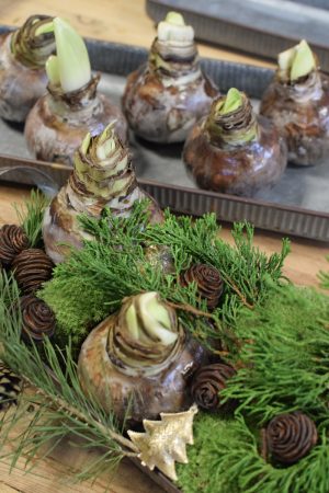 Amaryllis Zwiebelpflanze Winterblüher gewachst Wachsblume Wachsamaryllis weiss glitzer beflockt natur Winterblume im Mrs Greenery Shop bestellen