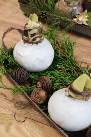 Amaryllis Zwiebelpflanze Winterblüher gewachst Wachsblume Wachsamaryllis weiss glitzer beflockt natur Winterblume im Mrs Greenery Shop bestellen