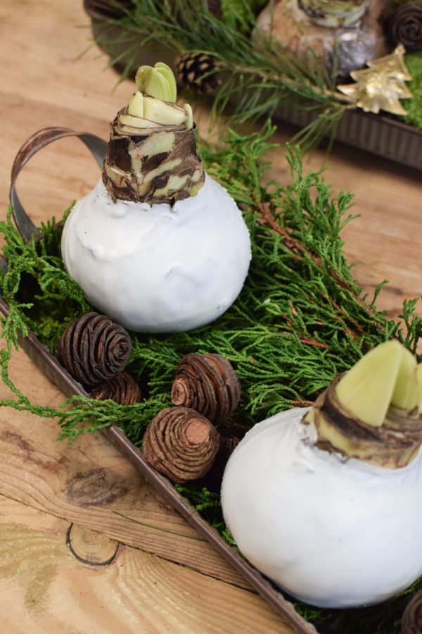 Amaryllis Zwiebelpflanze Winterblüher gewachst Wachsblume Wachsamaryllis weiss glitzer beflockt natur Winterblume im Mrs Greenery Shop bestellen