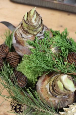 Amaryllis Zwiebelpflanze Winterblüher gewachst Wachsblume Wachsamaryllis weiss glitzer beflockt natur Winterblume im Mrs Greenery Shop bestellen