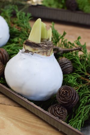 Amaryllis Zwiebelpflanze Winterblüher gewachst Wachsblume Wachsamaryllis weiss glitzer beflockt natur Winterblume im Mrs Greenery Shop bestellen