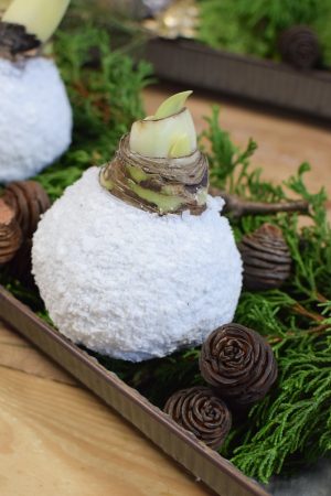 Amaryllis Zwiebelpflanze Winterblüher gewachst Wachsblume Wachsamaryllis weiss glitzer beflockt natur Winterblume im Mrs Greenery Shop bestellen