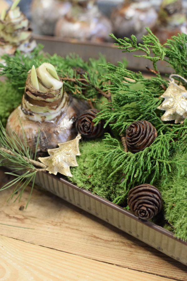Amaryllis Zwiebelpflanze Winterblüher gewachst Wachsblume Wachsamaryllis weiss glitzer beflockt natur Winterblume im Mrs Greenery Shop bestellen