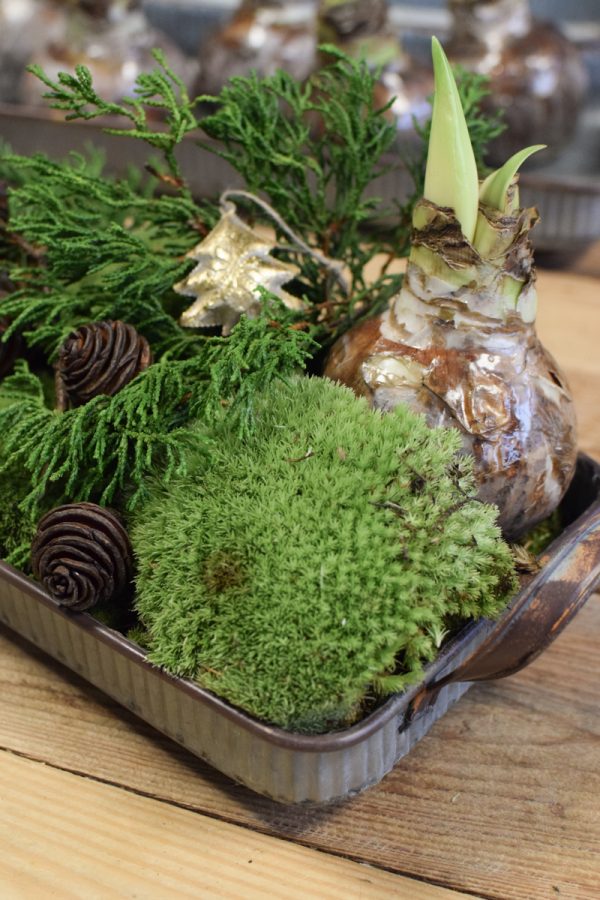 Amaryllis Zwiebelpflanze Winterblüher gewachst Wachsblume Wachsamaryllis weiss glitzer beflockt natur Winterblume im Mrs Greenery Shop bestellen