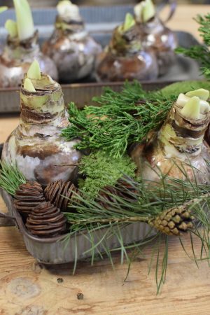 Amaryllis Zwiebelpflanze Winterblüher gewachst Wachsblume Wachsamaryllis weiss glitzer beflockt natur Winterblume im Mrs Greenery Shop bestellen