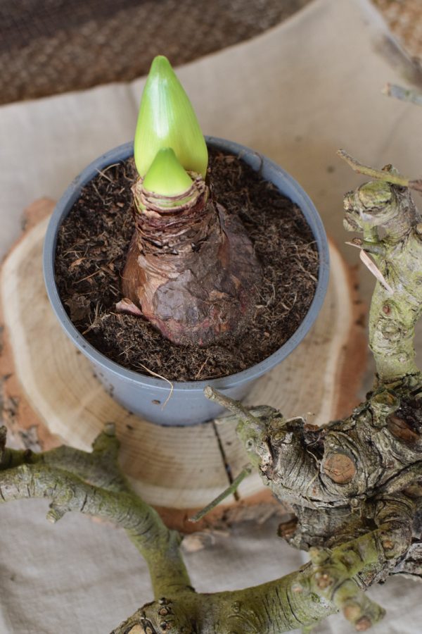 Amaryllis weiße Blüte im Topf Frühlingsblüher Winterblüher Frühlingsdeko DIY Naturdeko im Mrs Greenery Shop bestellen