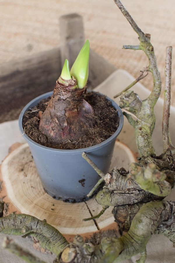 DIY Naturdeko im Mrs Greenery Shop bestellen