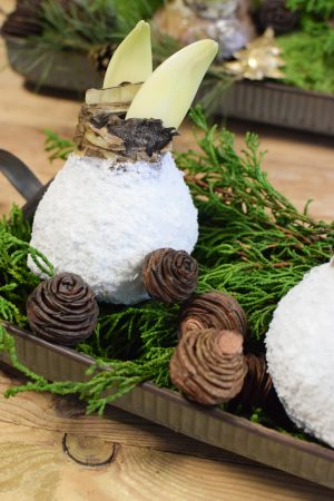 Amaryllis Zwiebelpflanze Winterblüher gewachst Wachsblume Wachsamaryllis weiss glitzer beflockt natur Winterblume im Mrs Greenery Shop bestellen