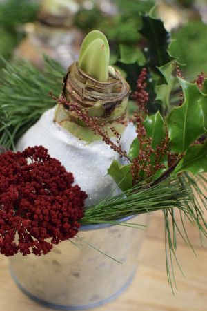 Amaryllis Zwiebelpflanze Winterblüher gewachst Wachsblume Wachsamaryllis weiss glitzer beflockt natur Winterblume im Mrs Greenery Shop bestellen