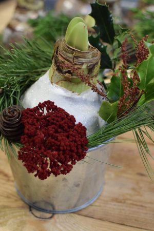 Amaryllis Zwiebelpflanze Winterblüher gewachst Wachsblume Wachsamaryllis weiss glitzer beflockt natur Winterblume im Mrs Greenery Shop bestellen