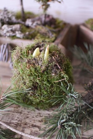 Amaryllis natur mit Moos umwickelt bemoost Zwiebelblüher im Mrs Greenery Shop bestellen