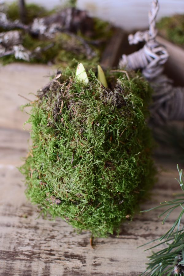 Amaryllis natur mit Moos umwickelt bemoost Zwiebelblüher im Mrs Greenery Shop bestellen