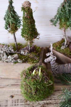 Amaryllis natur mit Moos umwickelt bemoost Zwiebelblüher im Mrs Greenery Shop bestellen