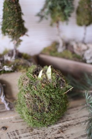 Amaryllis natur mit Moos umwickelt bemoost Zwiebelblüher im Mrs Greenery Shop bestellen