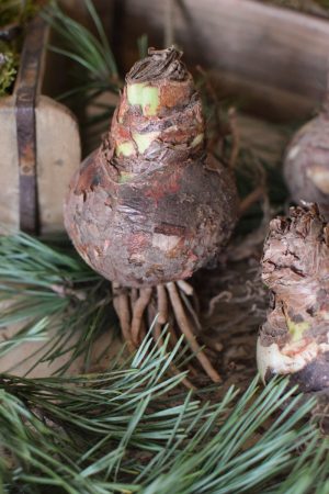 Amaryllis natur mit Wurzeln Zwiebelblüher im Mrs Greenery Shop bestellen