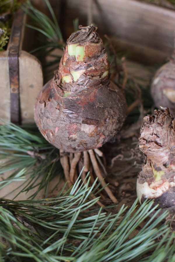 Amaryllis natur mit Wurzeln Zwiebelblüher im Mrs Greenery Shop bestellen